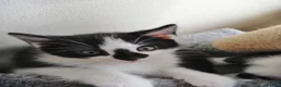 Mixed Breed cats for sale: Kitten - Advert 26