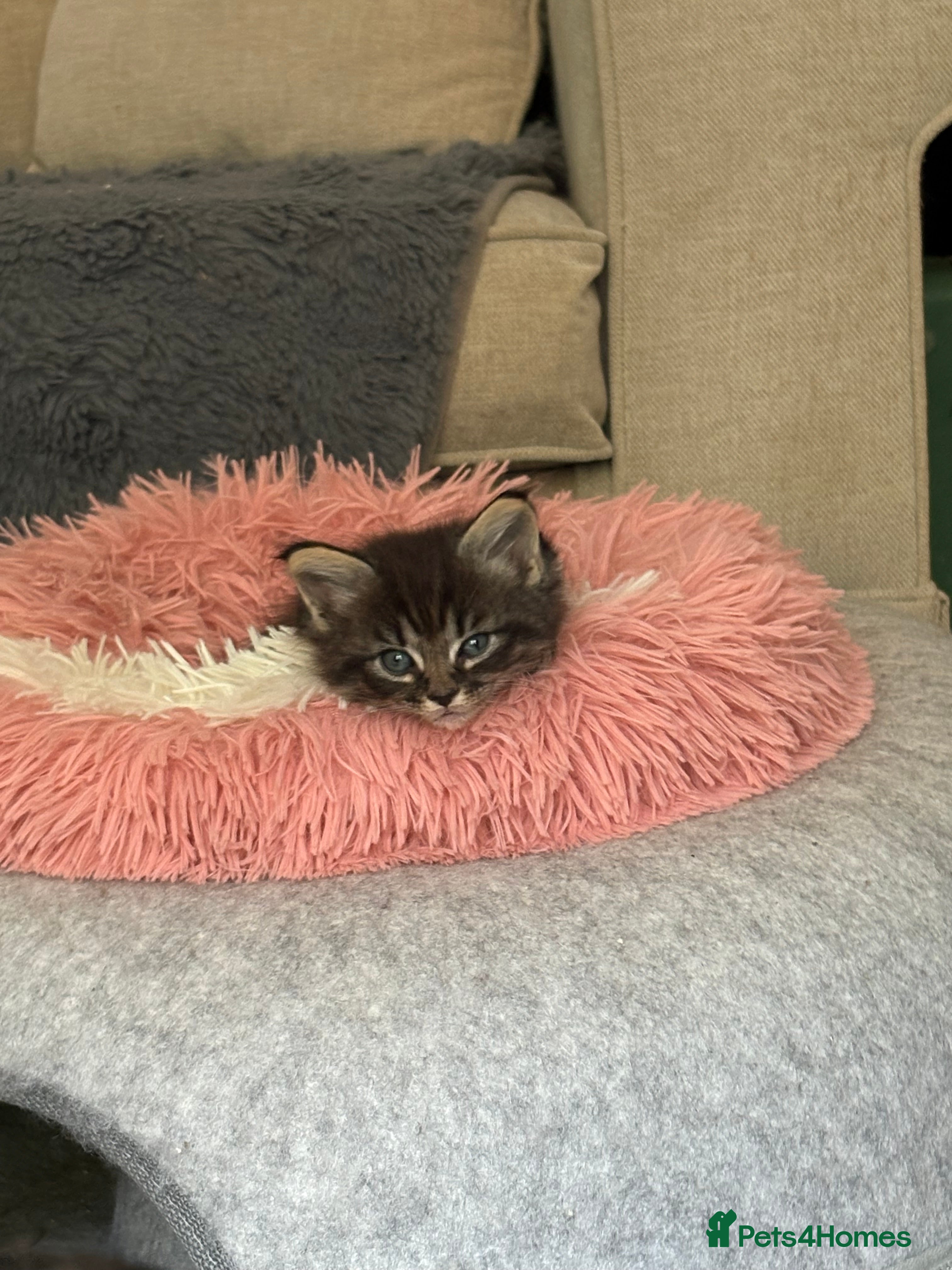 Ragcoon cats Mâine Coon x Ragdoll, Ragcoon kittens available  - Advert 2