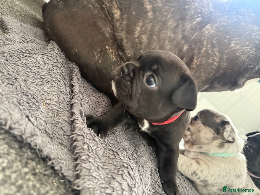 French Bulldog dogs for sale: French bulldog puppies looking for loving homes  - Image 19