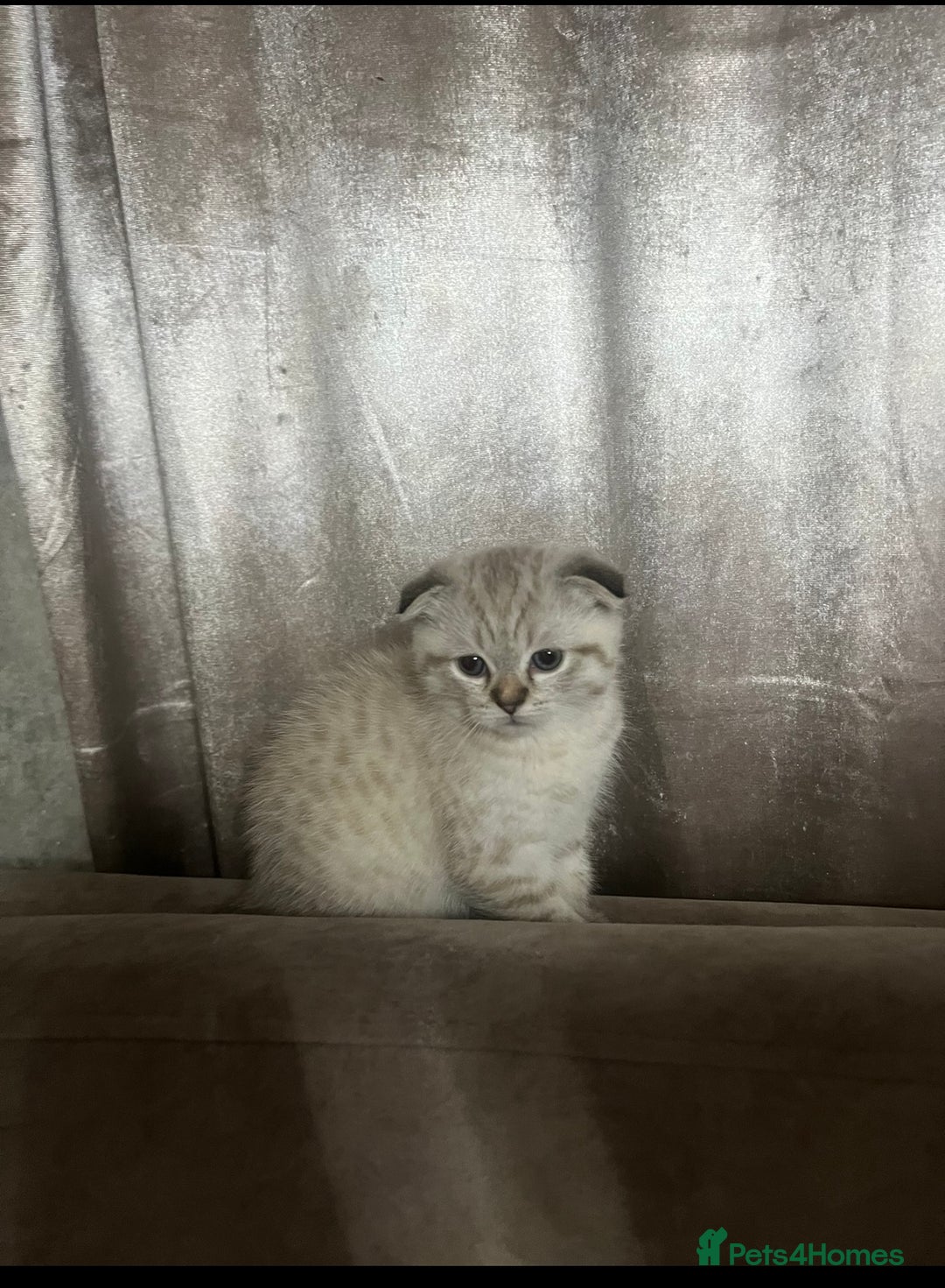 Scottish Fold cats for sale: Beautiful Scottish Fold/Straight kittens  - Advert 6
