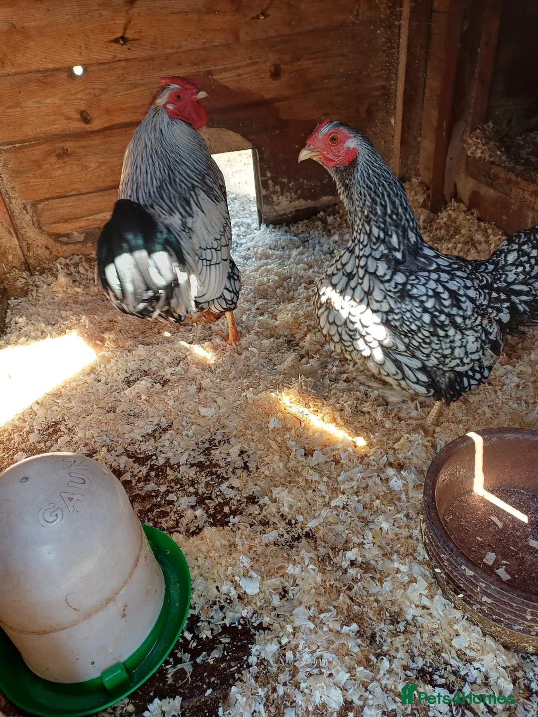 Chickens poultry for sale: Silver laced wynadotte breeding pair - Advert 1