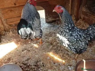 Chickens poultry Silver laced wynadotte breeding pair - Advert 1