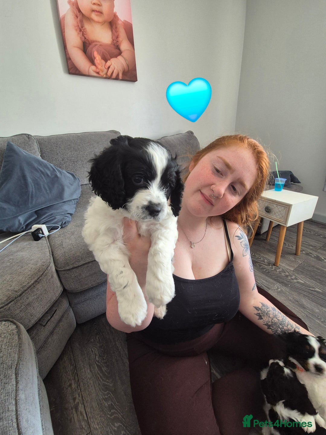 Cockalier dogs for sale: Cavalier king Charles spaniel x cocker spaniel  - Image 9