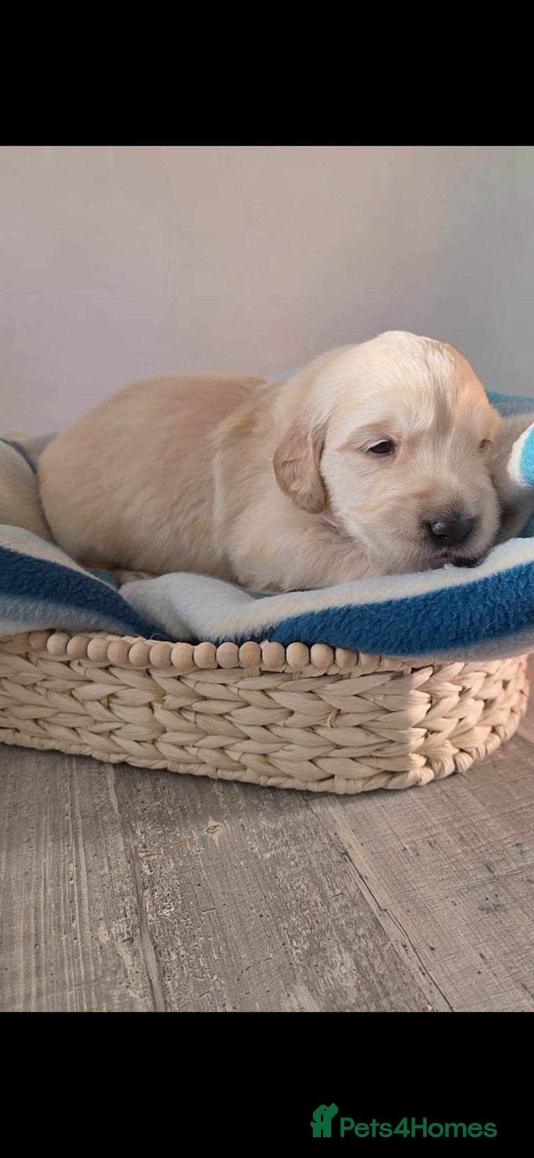 Golden Retriever dogs for sale: 5 golden retriever puppies  - Advert 5