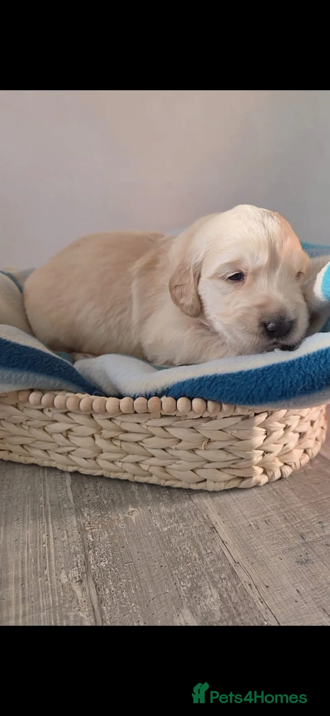 Golden Retriever dogs for sale: 5 golden retriever puppies  - Advert 5