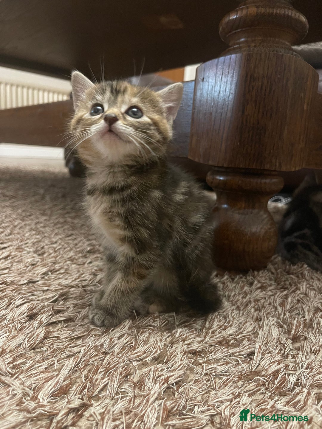 Mixed Breed cats for sale: Beautiful Kittens inc Ginger Girl - Image 10