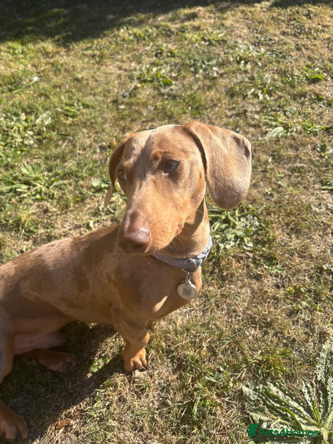 Miniature Dachshund dogs for stud: Miniature dachshund (dapple) for STUD - Advert 1
