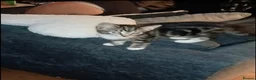Mixed Breed cats for sale: Adorable kittens looking for their forever homes - Advert 8