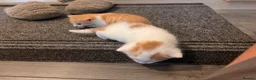 Mixed Breed cats for sale: 2 beautiful male kittens - Advert 5