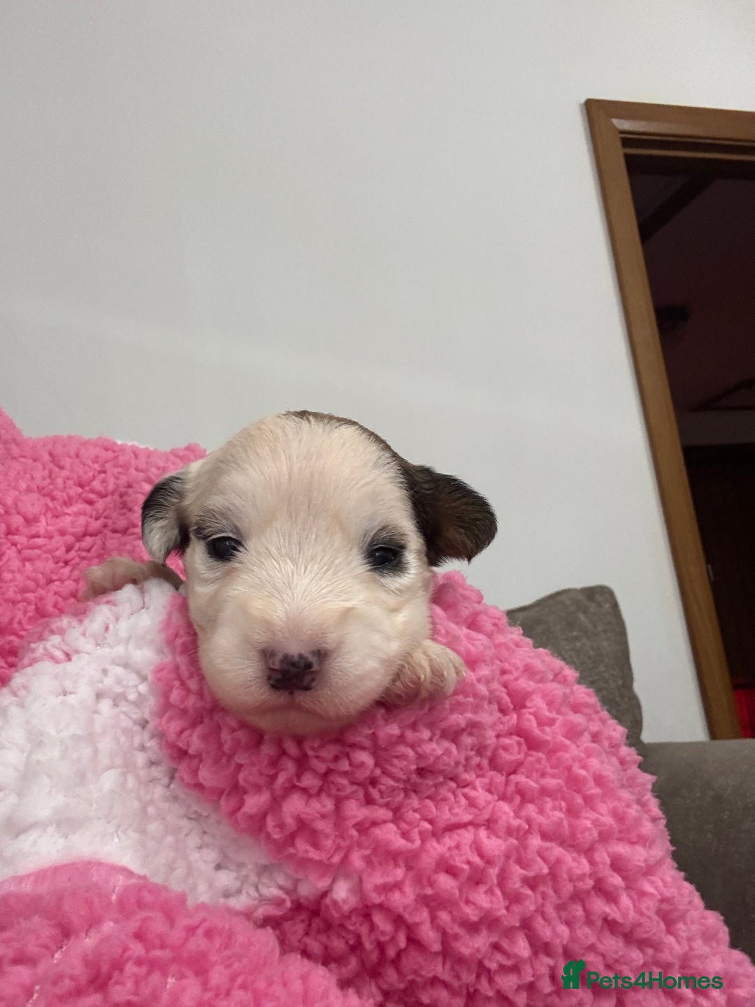 Sealyham Terrier dogs for sale: Sealyham Terrier Puppies  - Advert 14