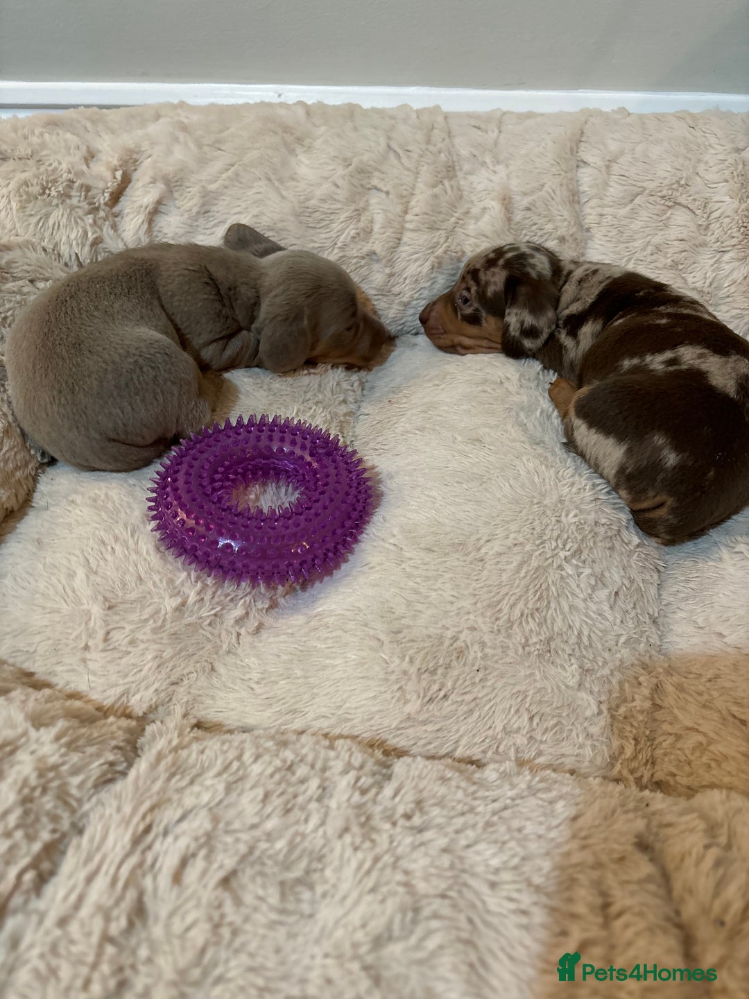 Dachshund dogs for sale: 5* DACHSHUND PUPPIES  - Advert 7