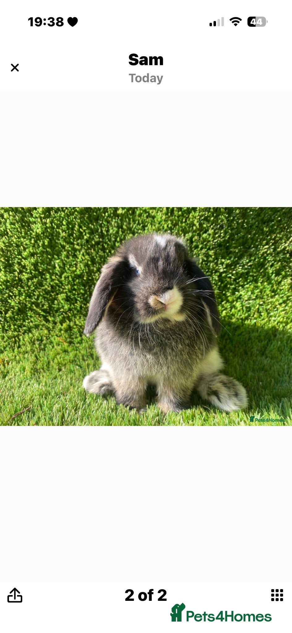 Mini Lion Lop rabbits Mini lop and set up. - Advert 5