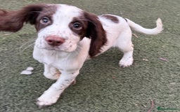 Cocker Spaniel dogs for sale: Extensively Health Tested KC Registered Puppy - Image 7