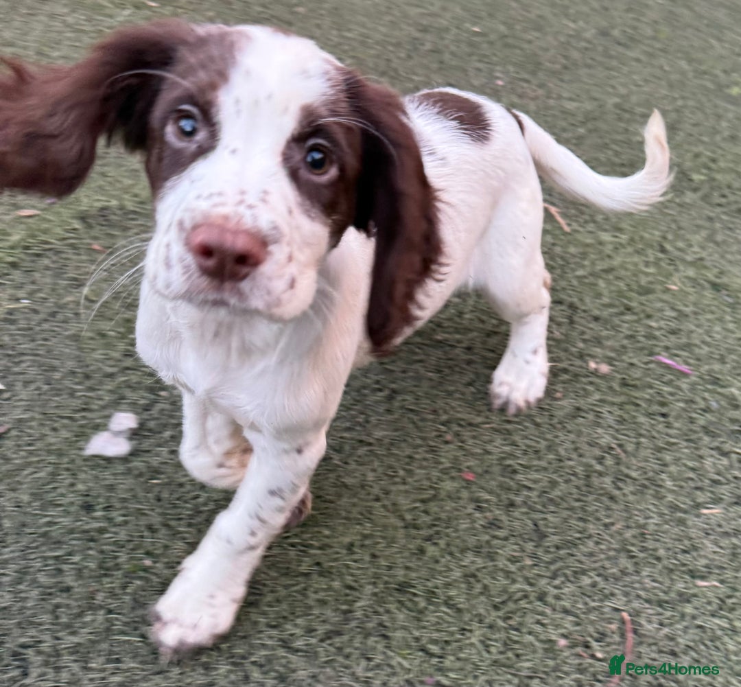 Cocker Spaniel dogs for sale: Extensively Health Tested KC Registered Puppy - Image 7