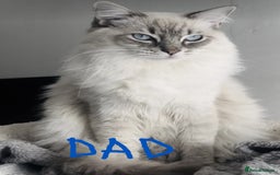 British Shorthair cats for sale: Male Siberian x British Shorthair Lynx–Gorgeous 🩵 - Image 25