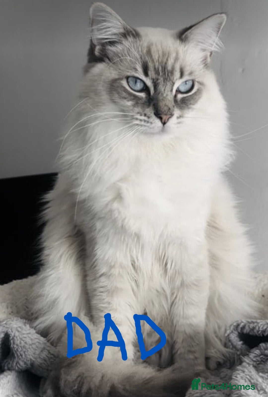British Shorthair cats for sale: Male Siberian x British Shorthair Lynx–Gorgeous 🩵 - Image 25