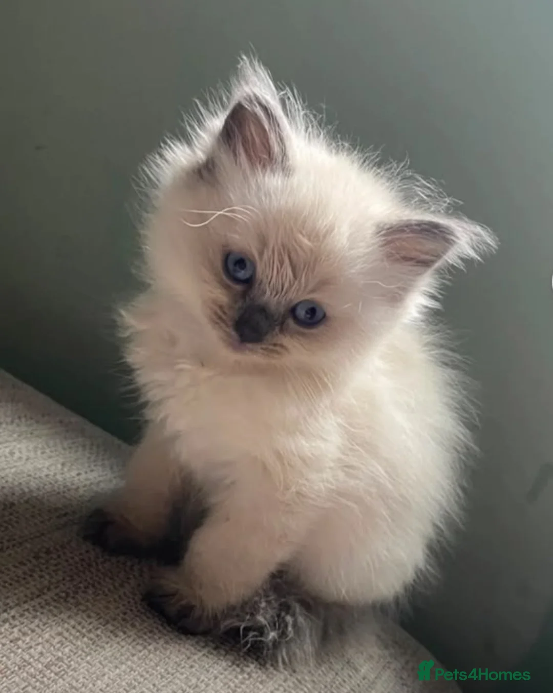 Ragdoll cats for sale: Ragdoll kitten in Liverpool - Advert 2