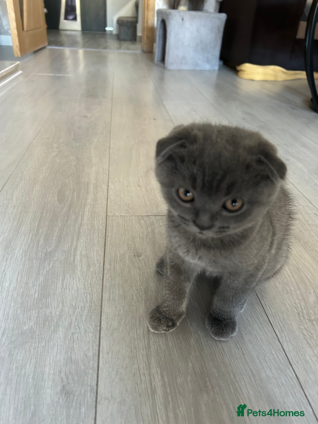 Scottish Fold cats for sale: Scottish fold - Image 5