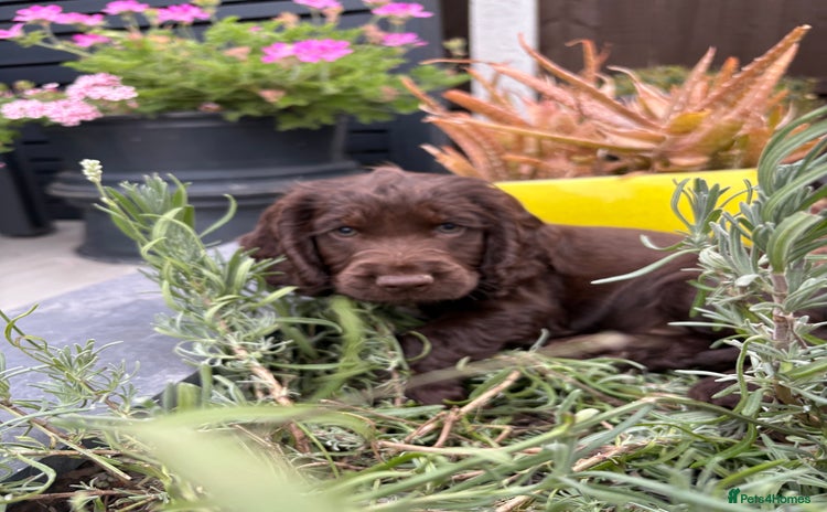 Cocker Spaniel dogs - Advert 4