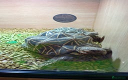 Tortoise reptiles for sale: 2 Indian star tortoises - Image 4