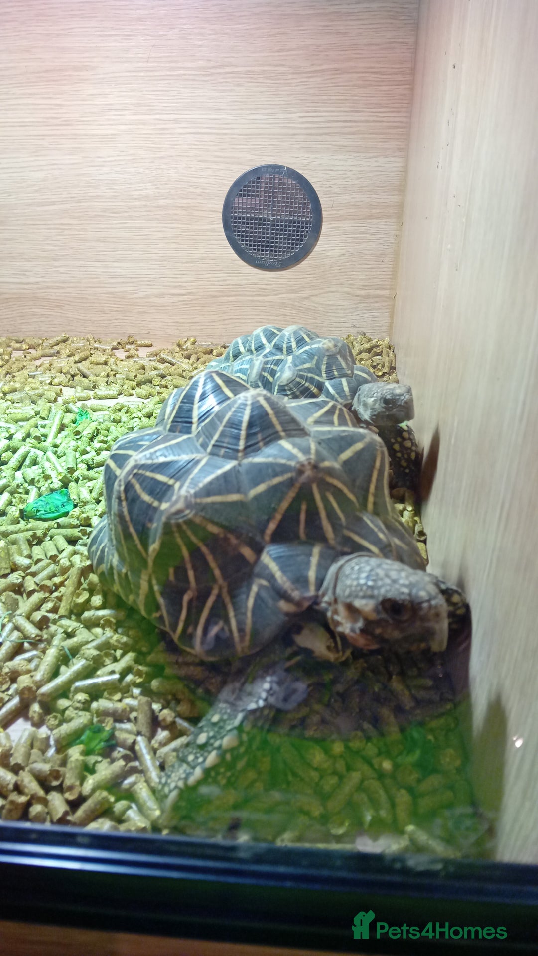 Tortoise reptiles for sale: 2 Indian star tortoises - Image 4