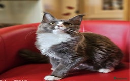 Maine Coon cats for sale: Pure breed Maine Coon kittens  in Northampton - Image 5