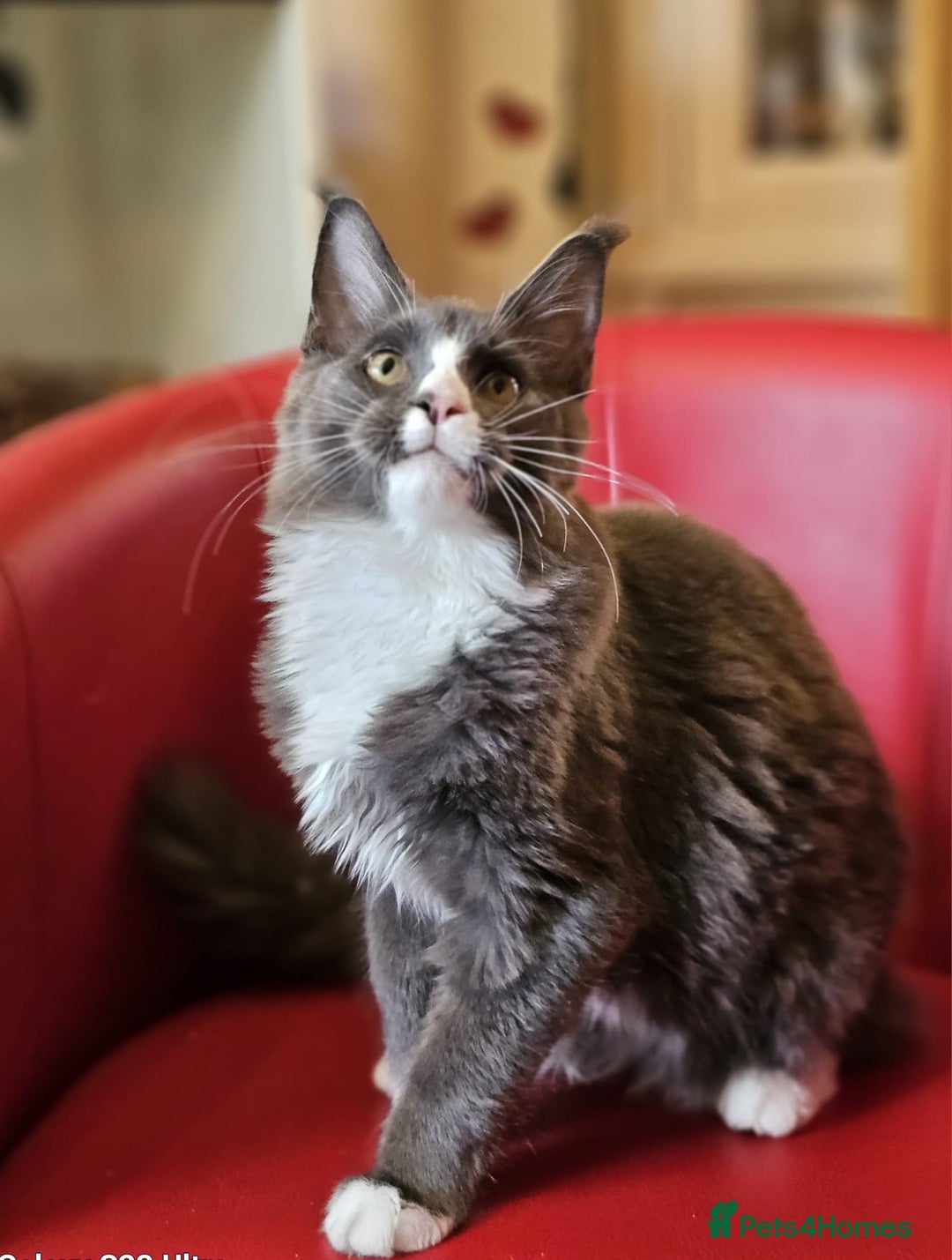 Maine Coon cats for sale: Pure breed Maine Coon kittens  in Northampton - Image 5