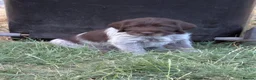 German Wirehaired Pointer dogs for sale: German Wirehaired Pointer Puppies in Ludlow - Advert 13