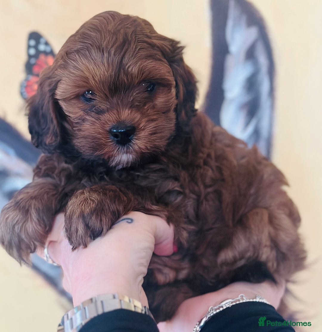 Shihpoo dogs for sale: Brother and sister allReady bags packed 🐶🐶 - Advert 3