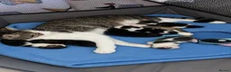 Mixed Breed cats for sale: 6 fluffy babies  - Advert 1