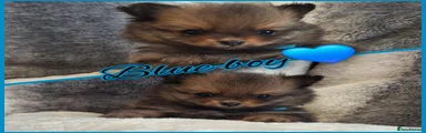 Pomeranian 2