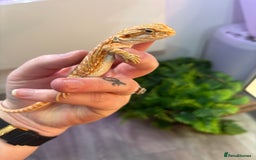 Bearded Dragon reptiles for sale: Bearded Dragon Babies INC RED MONSTERS - Image 5