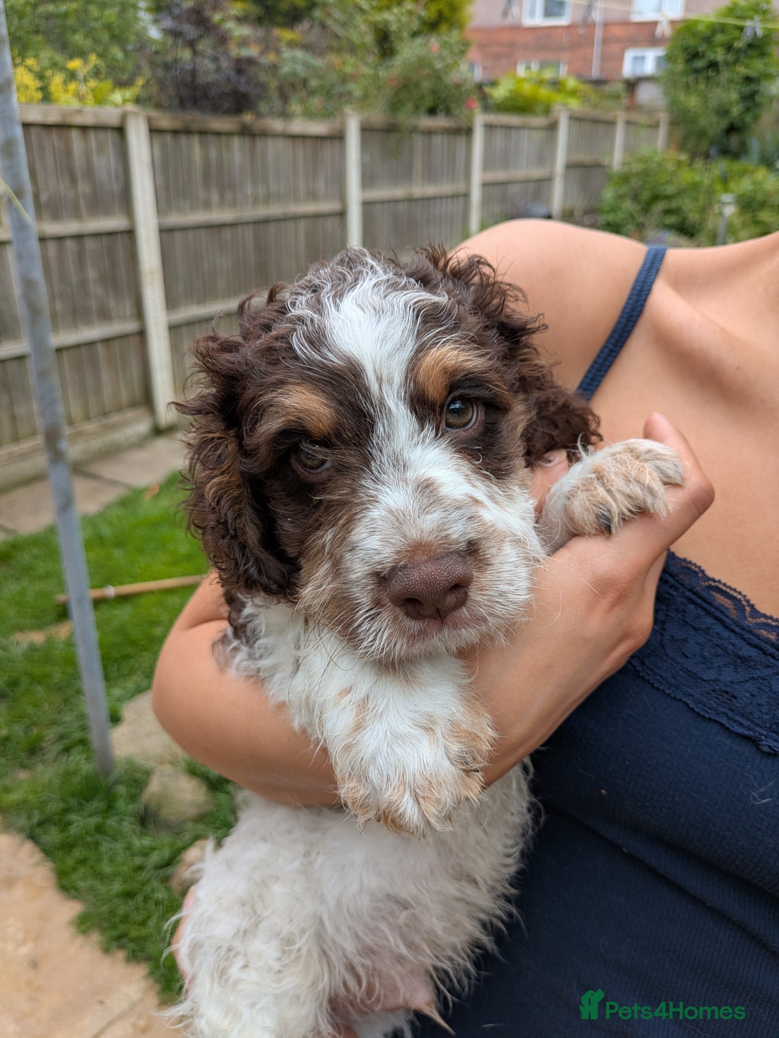 Cockapoo dogs 5 ⭐ DNA tested F1 cockapoos - Advert 2