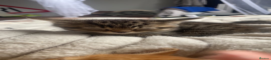 Tabby cat/2