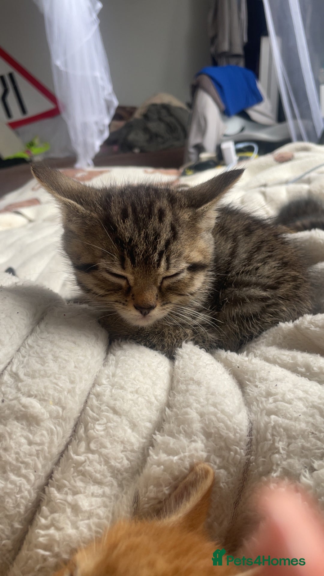 Mixed Breed cats for sale: 5 beautiful kittens ready to go! - Image 28