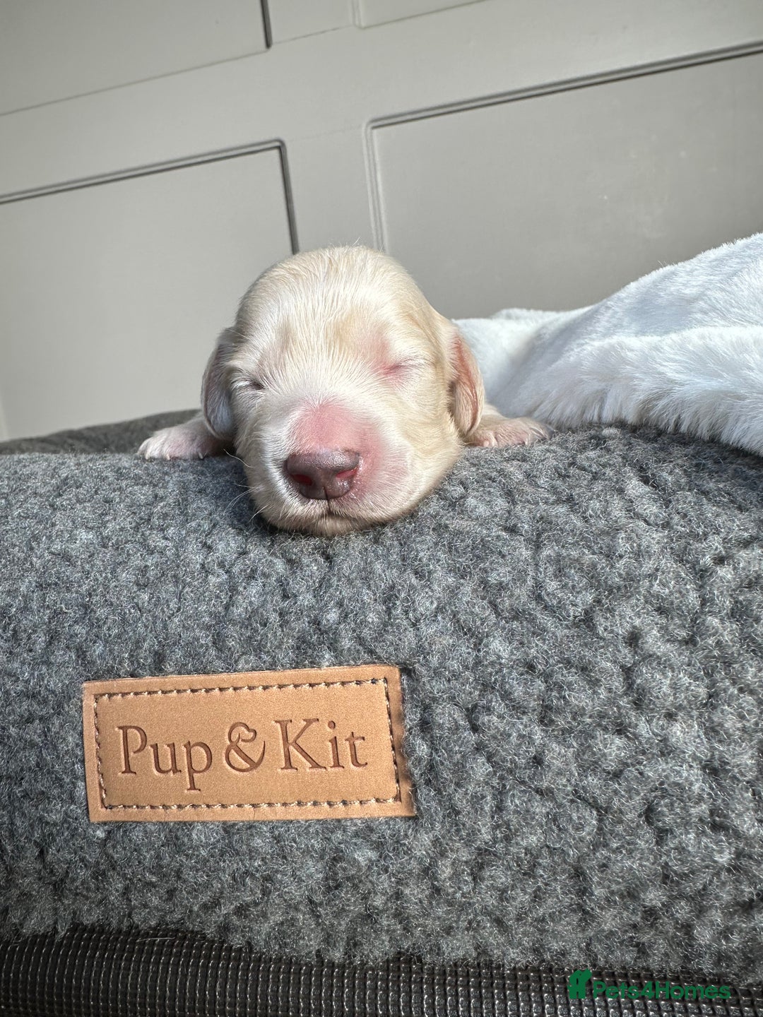 Miniature Dachshund dogs for sale: Clear Cream Miniature Dachsunds - Image 21