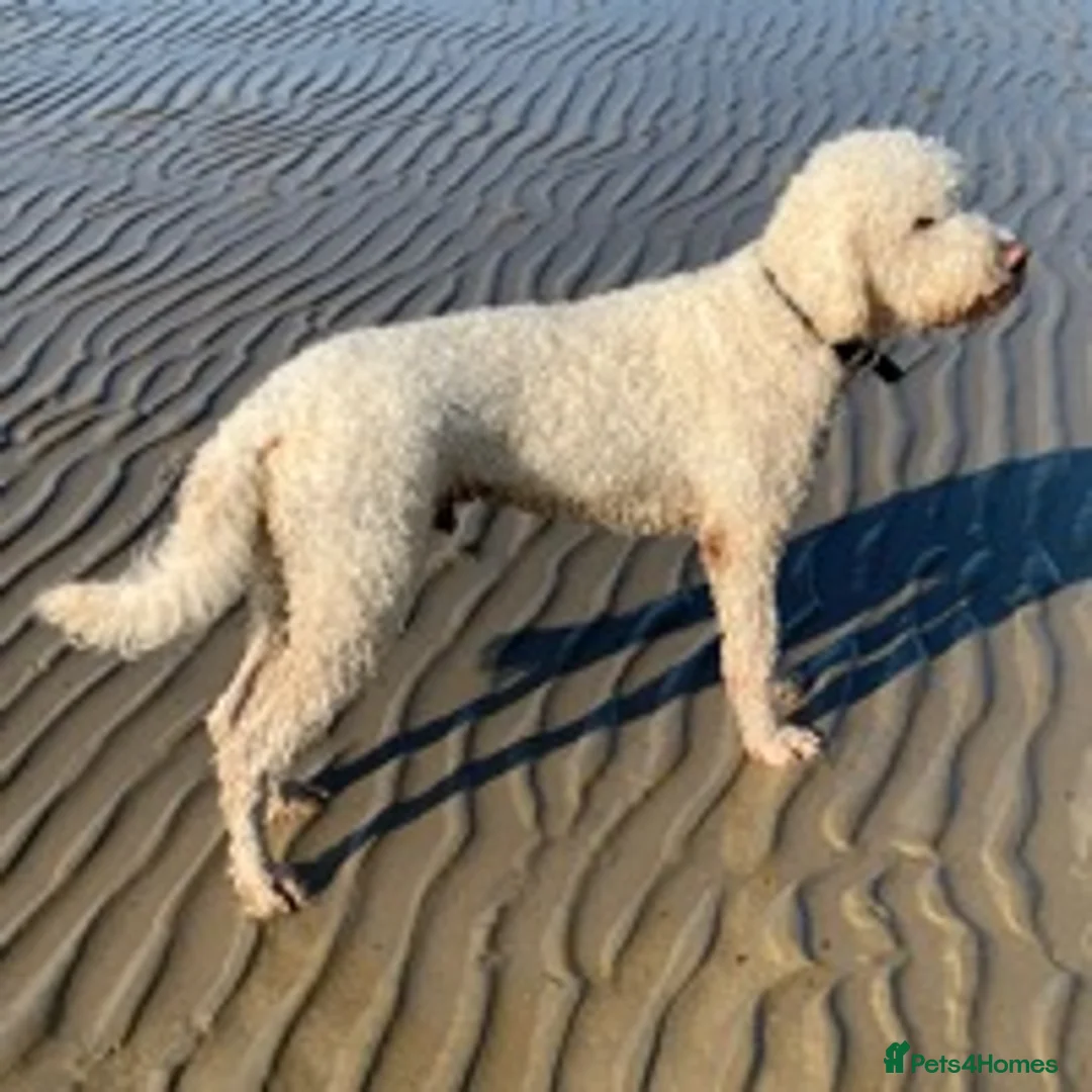 Labradoodle dogs for stud: Labradoodle Stud - Proven in Worthing - Advert 11