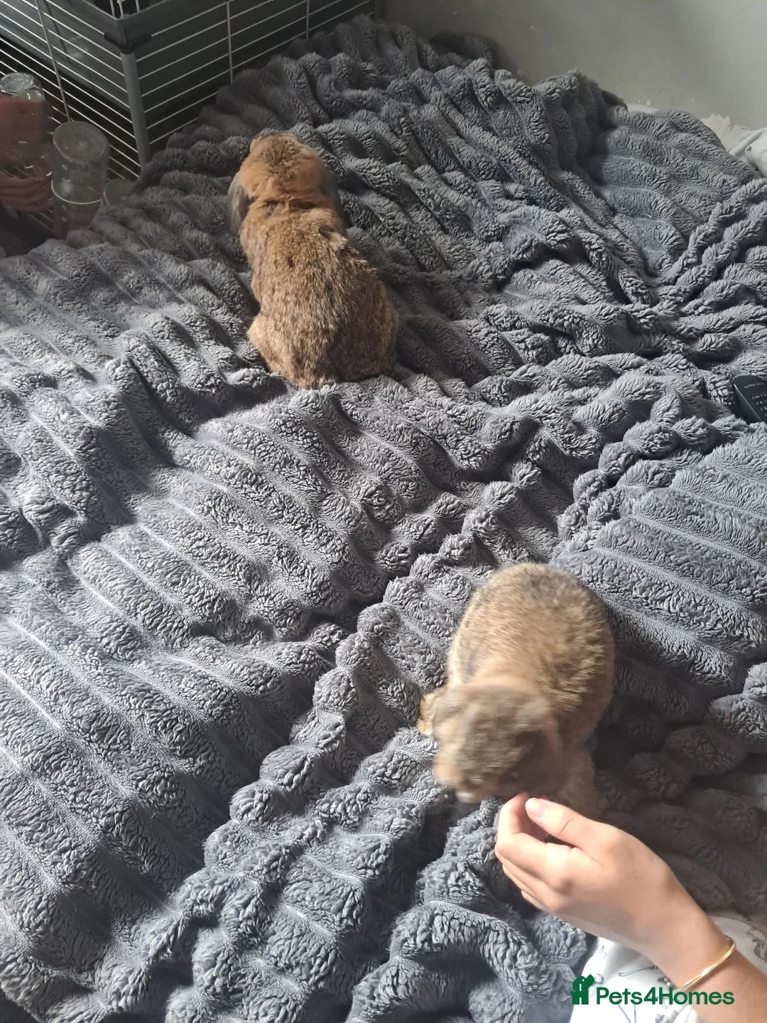 Mini Lop rabbits for sale: Bonded Pair of mini lops - Advert 2