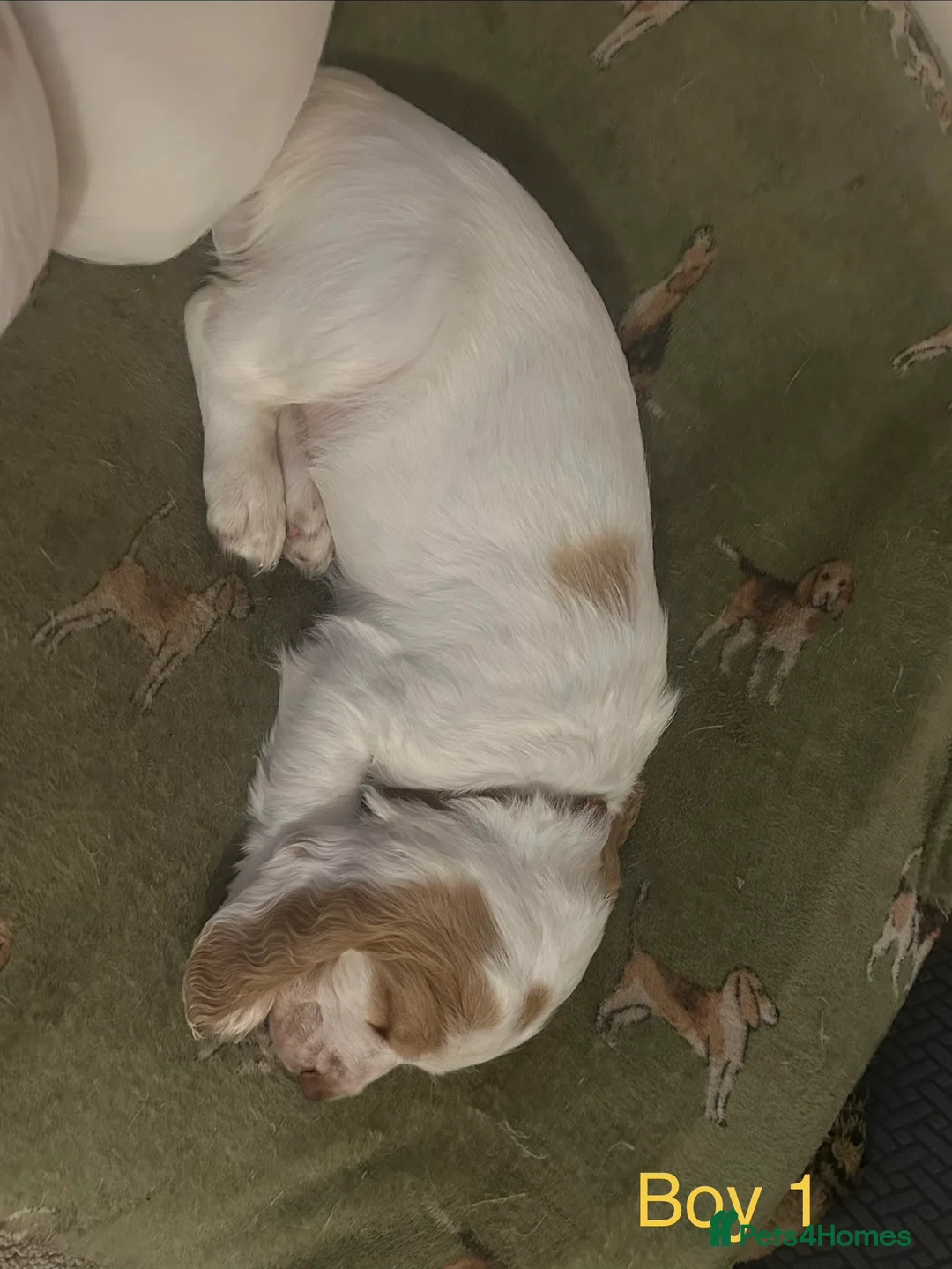 Cocker Spaniel dogs for sale: Working cocker pups - Advert 6