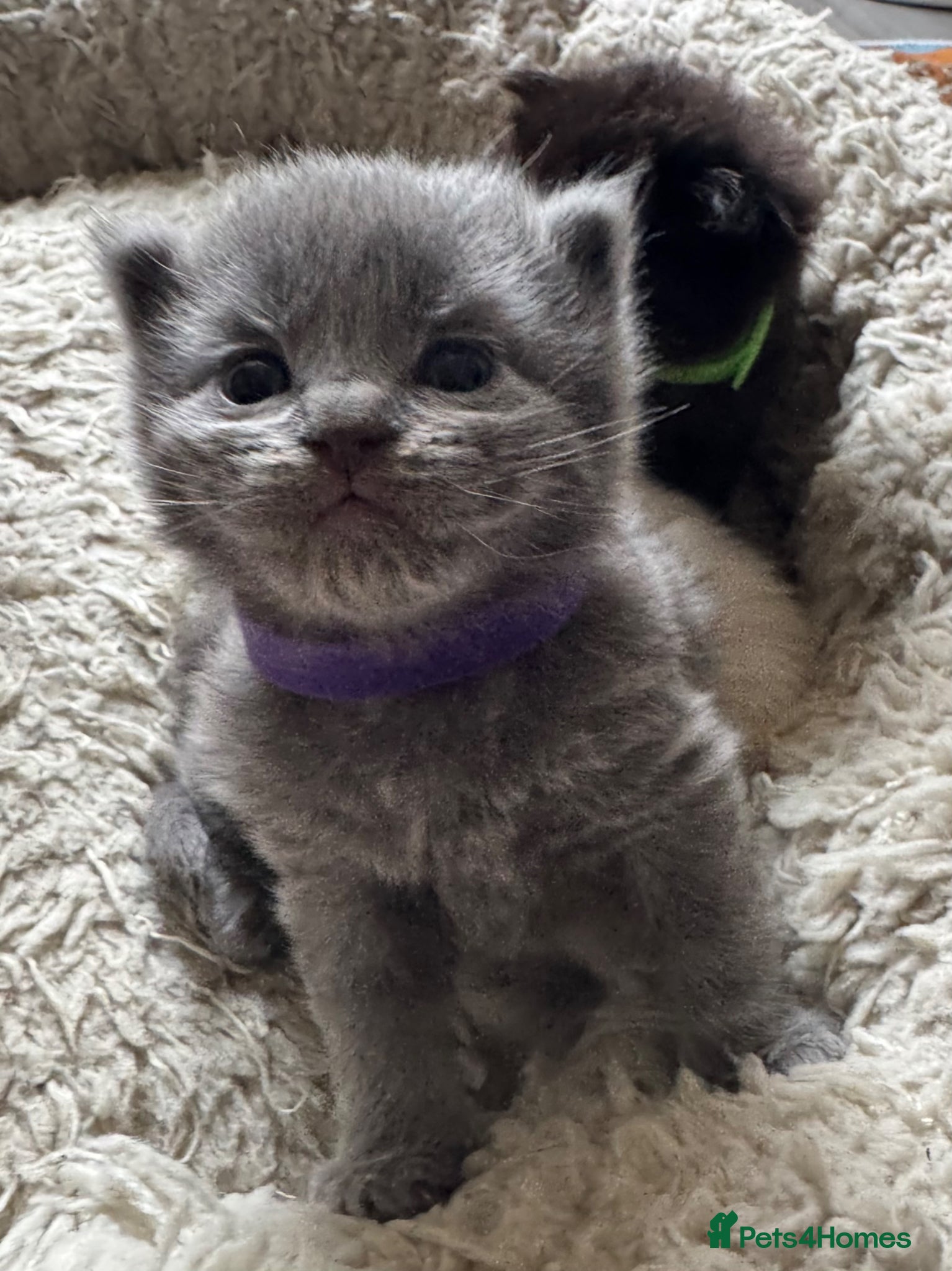 British Shorthair cats A cute kitten, mother a Ragdoll   - Advert 1