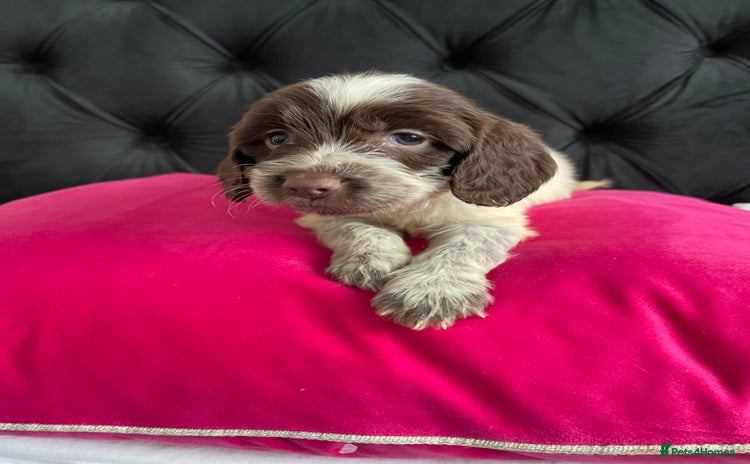 Cockapoo dogs - Advert 9