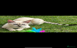 Bengal cats for sale: bengal snow lynx - Image 1