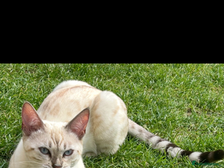 Bengal cats - Advert 23