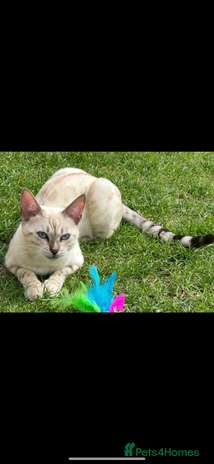 Bengal cats - Advert 5