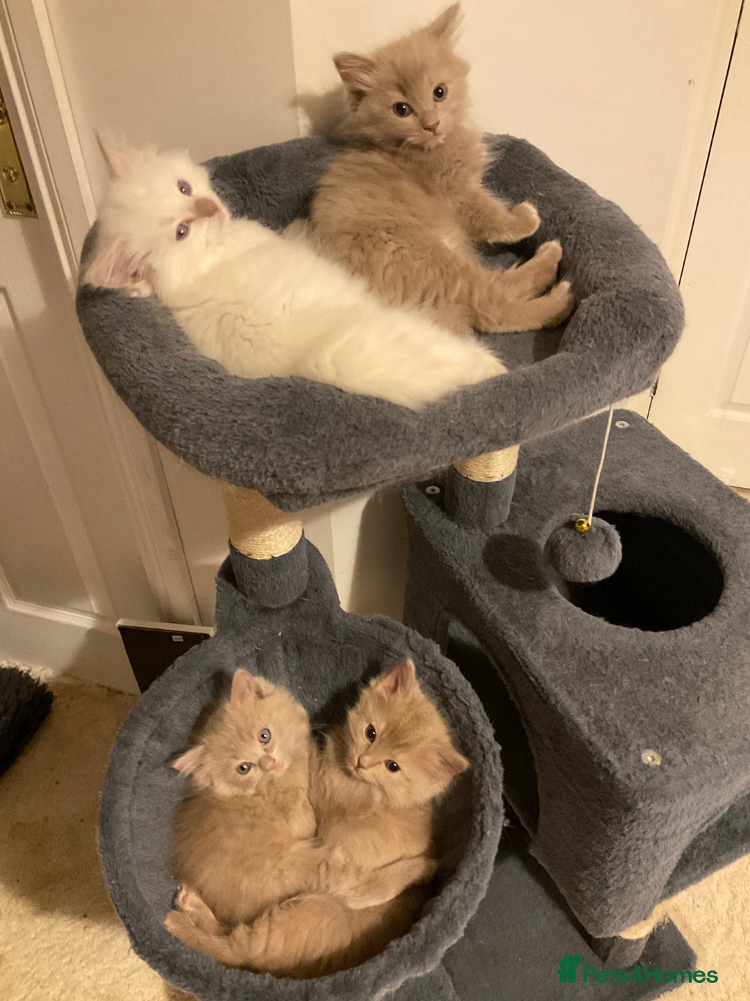 Ragdoll cats for sale: RARE PURE BRED FAWN RAGDOLL BABIES - Advert 4