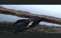 Mixed Breed dogs for sale: Deerhound x greyhound - Image 12