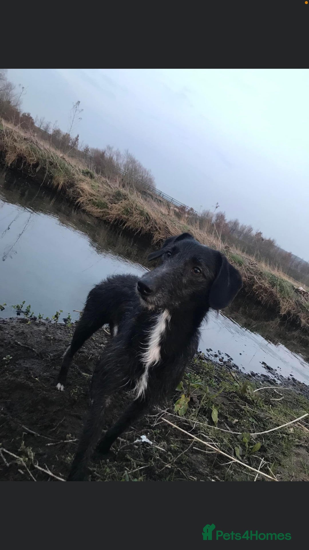 Mixed Breed dogs for sale: Deerhound x greyhound - Image 12