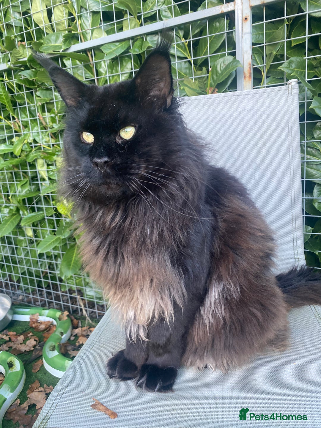 Maine Coon cats for sale: Attention please  - Image 16