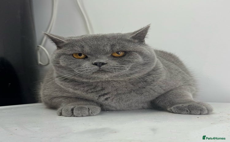 British Shorthair cats Full Pedigree Bonded Brothers  - Advert 13