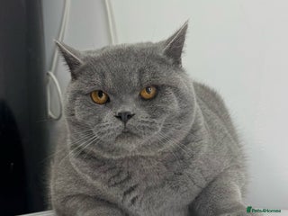 British Shorthair cats Full Pedigree Bonded Brothers - Advert 12